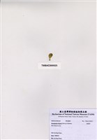 藏品(香蕉菜)的圖片